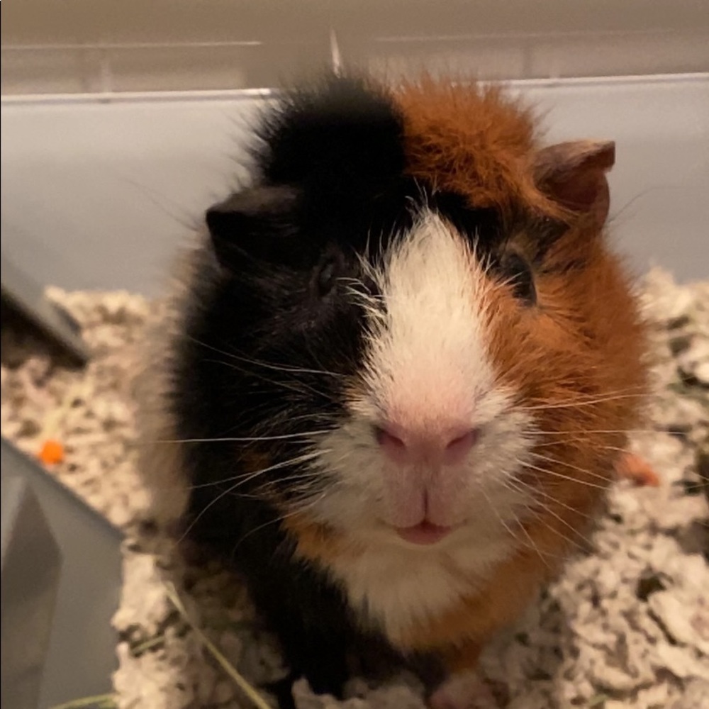 Meet your Posher, Pat